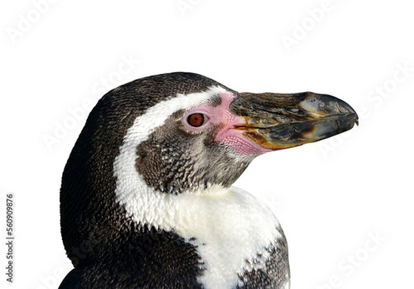 Fototapeta Portrait of the Humboldt Penguin (Spheniscus humboldti) isolated on transparent background, PNG.