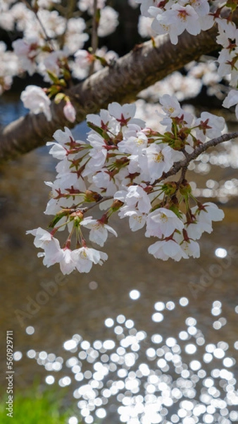 Obraz 桜