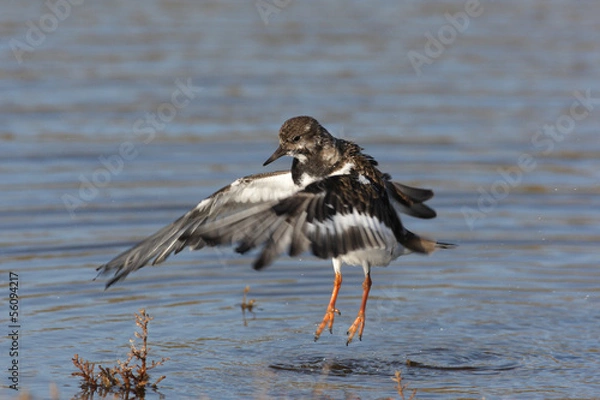 Obraz Turnstone, Arenaria interpres
