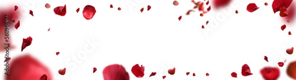 Obraz Backdrop of rose petals isolated on a transparent white background. Valentine day background.	