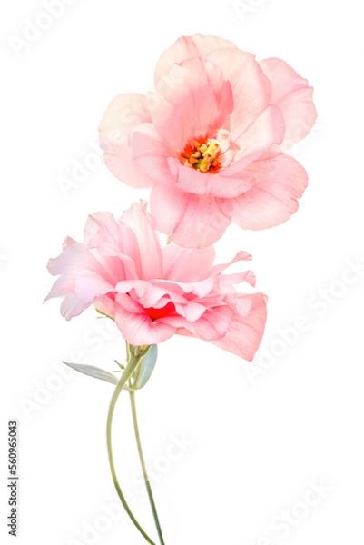 Obraz Pink eustoma flower isolated on white background.