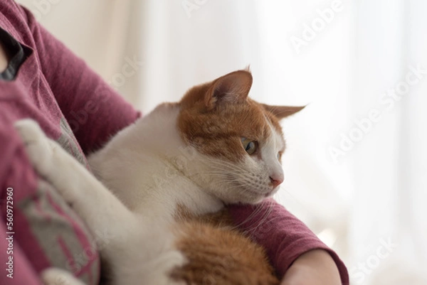 Obraz 猫を抱きしめる　茶トラ白