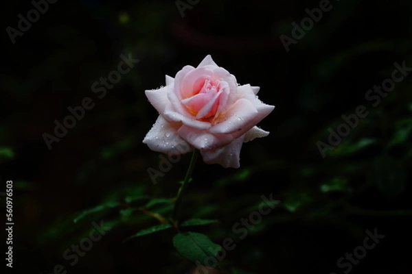 Obraz Rose flower in the dark background