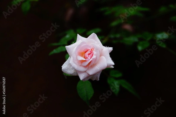 Obraz Rose flower in the dark background