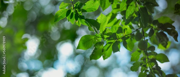 Obraz Tree branches with green leaves view from below