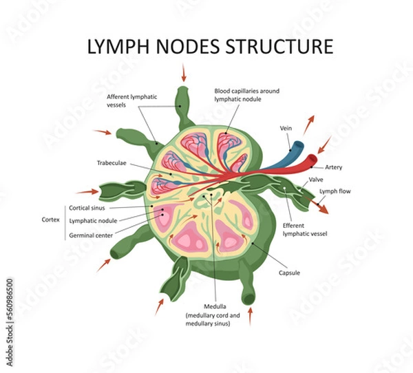 Fototapeta Lymph node structure medical educational science vector illustration.