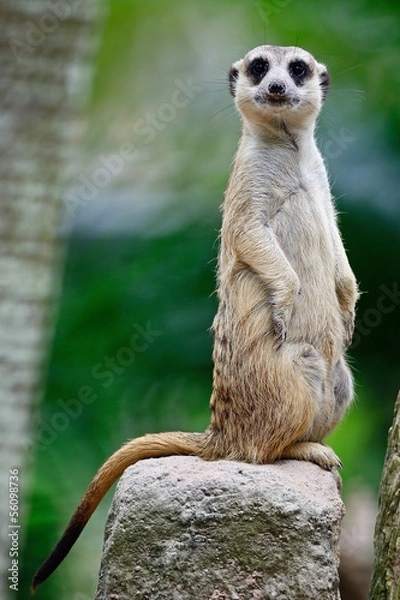 Obraz Meerkat