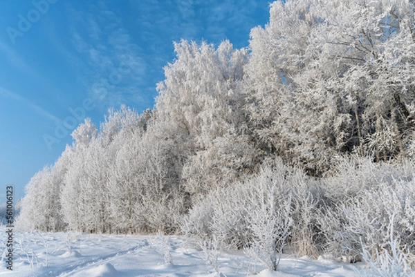 Fototapeta Deciduous trees on the edge of the forest in a white outfit of frost and crystals.