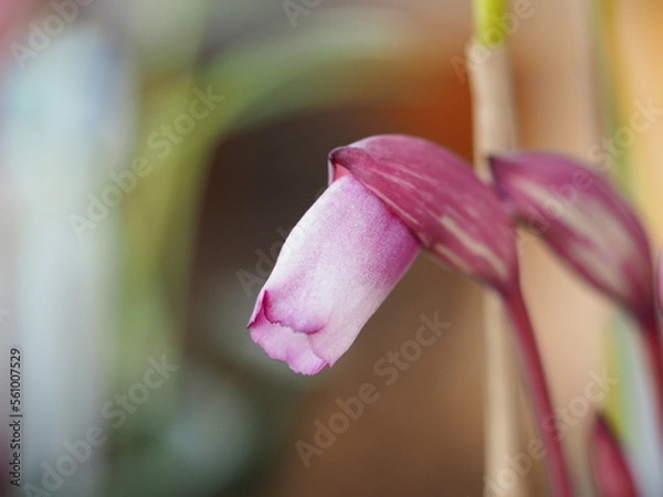 Obraz 寄生植物　ナンバンギセル