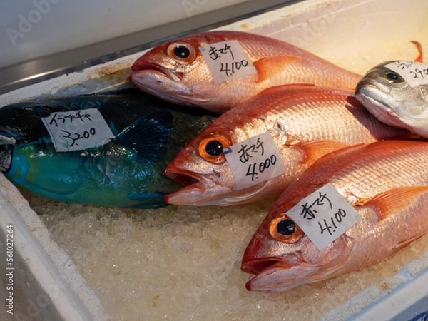 Obraz 泊いゆまちで売られている魚（赤マチ）