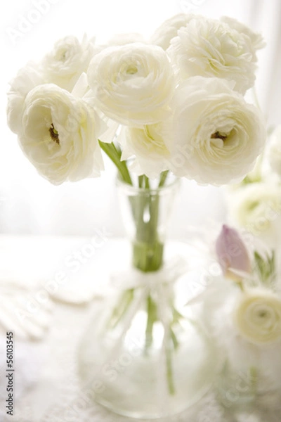 Obraz white buttercups