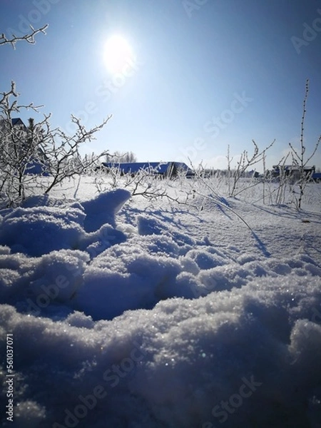 Obraz snow covered trees