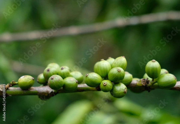 Fototapeta Fresh coffee beans on tree. Green coffee bean on a coffee tree. Growing coffee on tree branch