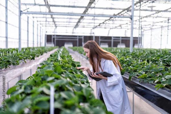 Obraz Fruit researcher in high tech greenhouse hydroponic farming monitor the grow of vegetable strawberry