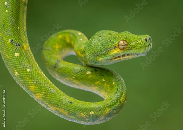Fototapeta green tree python