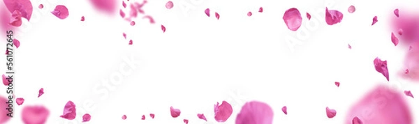 Obraz Tło różowych płatków róż na białym tle na przezroczystym białym tle. Walentynki tło.