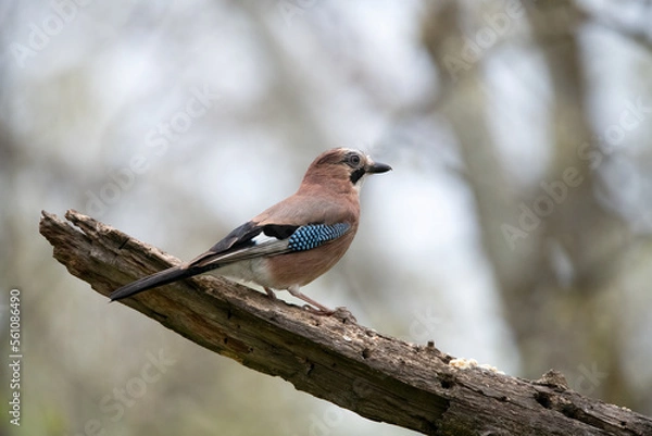 Fototapeta Common Jay by pool in Hungary.