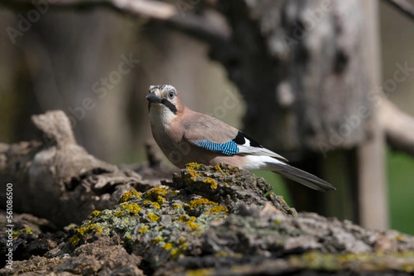 Fototapeta Common Jay by pool in Hungary.