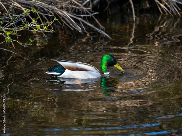 Obraz Wild duck fishing