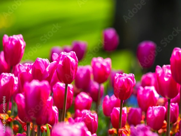 Obraz Spring flowers in keukenhof garden, holland
