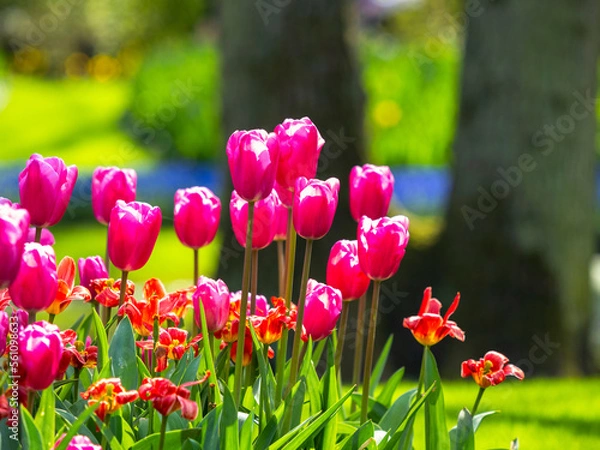 Obraz Spring flowers in keukenhof garden, holland