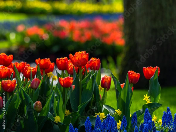 Obraz Spring flowers in keukenhof garden, holland