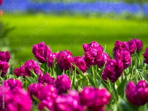 Obraz Spring flowers in keukenhof garden, holland