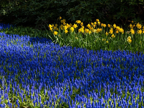 Obraz Landscape in Keukenhof garden, Holland