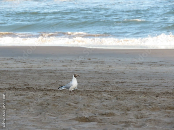 Obraz Chroicocephalus ridibundus Gaviota