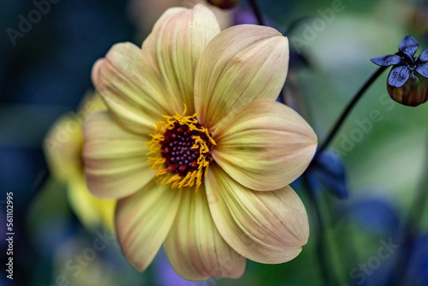 Fototapeta Yellow Dahlia