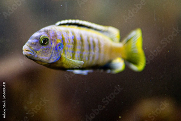 Obraz Pseudotropheus saulosi