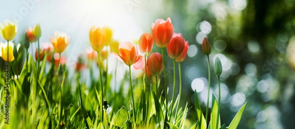 Obraz tulpen frühling sonne licht saison banner