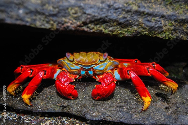Fototapeta Galapagos Rock Crab