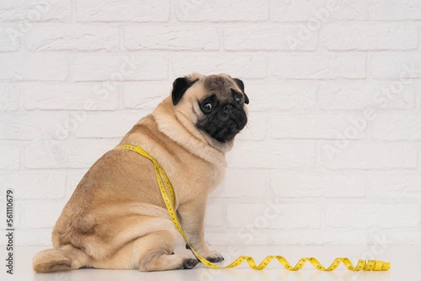 Fototapeta A cute fat pug sits wrapped in a yellow measuring tape near a white brick wall. The concept of diet and the fight against obesity in dogs