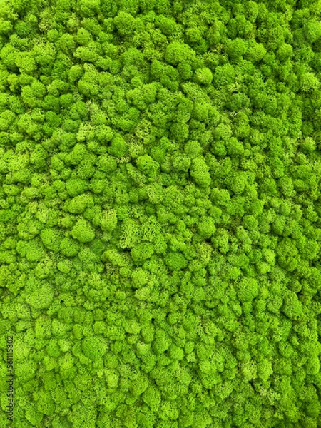 Fototapeta Close-up surface of the wall covered with green moss. Modern eco friendly decor made of colored stabilized moss. Natural background for design and text.