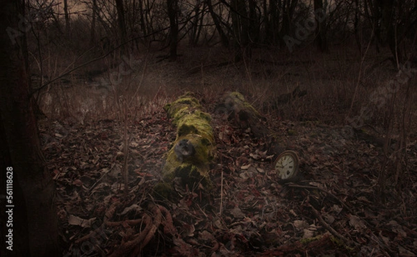 Obraz tree in the forest