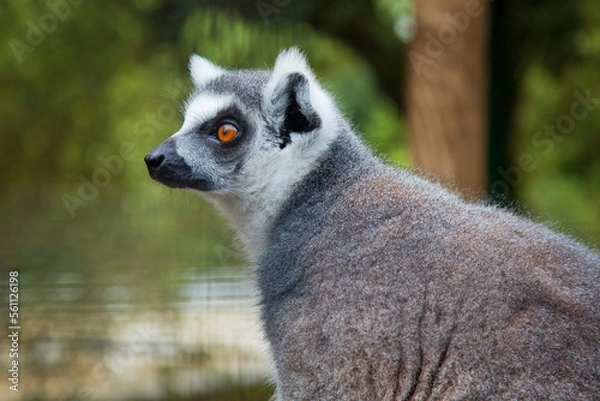 Fototapeta ring lemur