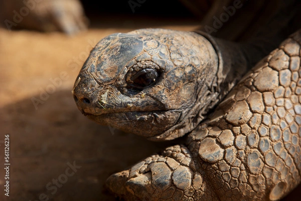Fototapeta Giant turtle