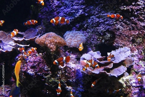 Fototapeta Clown fish