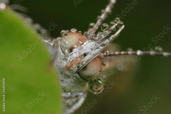 Obraz 朝露とヤマトシジミ