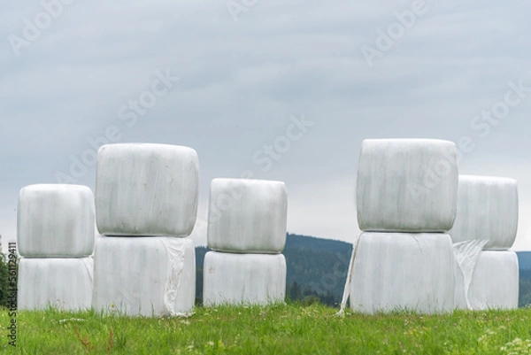 Obraz Haylage bales wrapped in white foil will provide food for farm animals during the winter. A green meadow and trees after summer hay