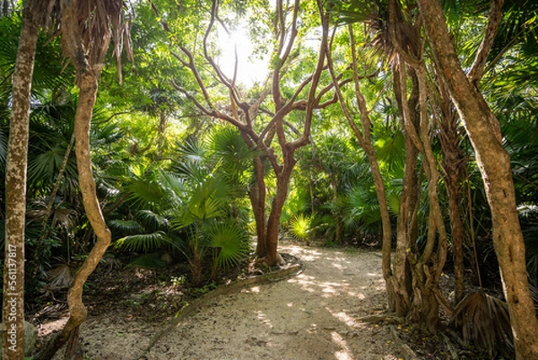 Fototapeta A beautiful path in the Impenetrable jungle of Mexico, a tropical paradise.