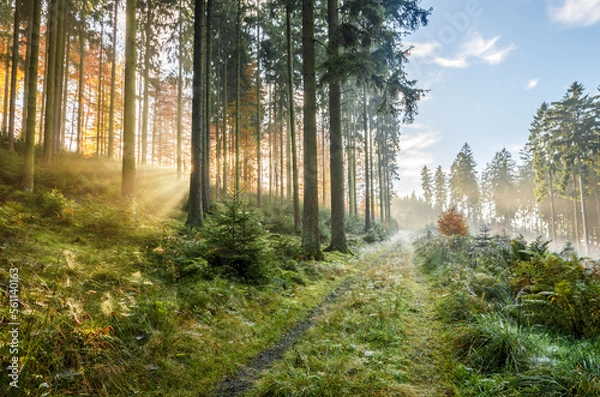 Obraz Misty morning in autumn in the forest with sunbeams and lots of spider webs, low mountain range, Rothaargebirge, Germany