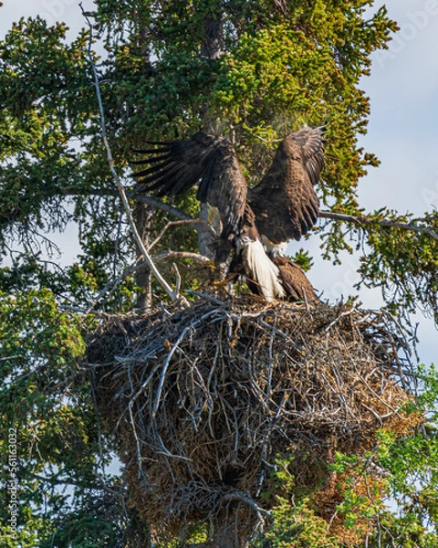 Fototapeta Wild Bald Eagles seen at a nest in summertime with one eagle flying into the nest. 