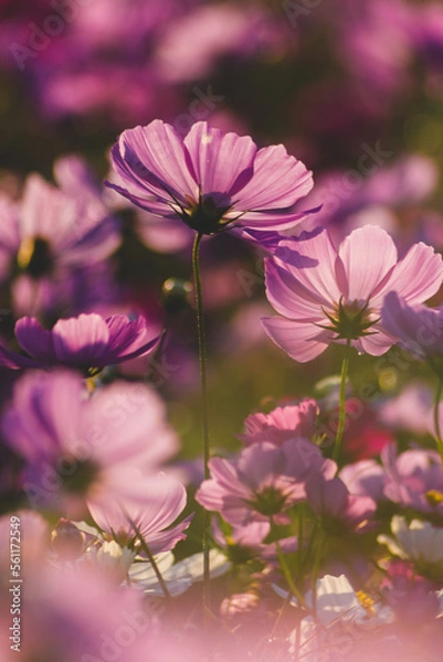 Obraz 夕日に照らされた綺麗なコスモス