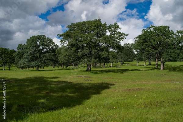 Obraz Rolling Cali Hills