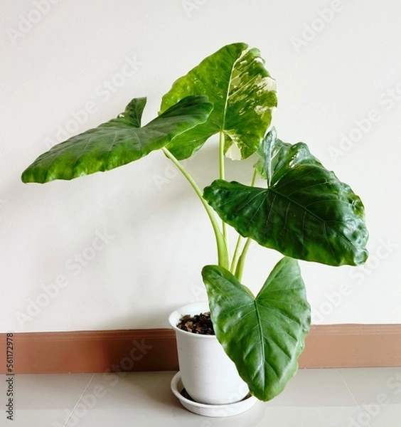 Obraz Alocasia macrorrhizos in a white pot planted as an ornamental plant