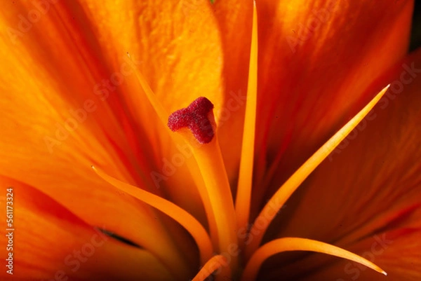 Obraz valentine flowers