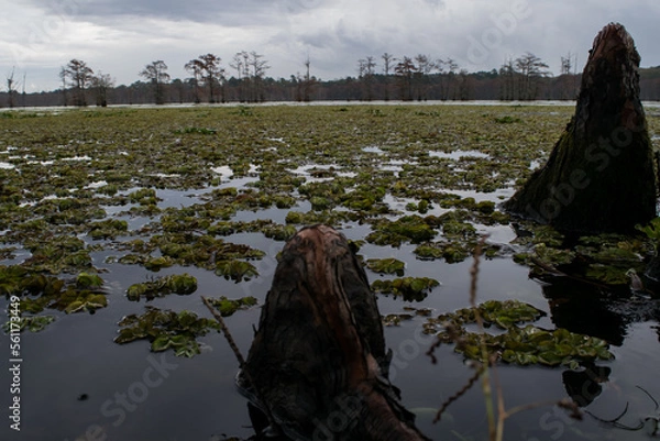 Obraz Cypress Lake 2