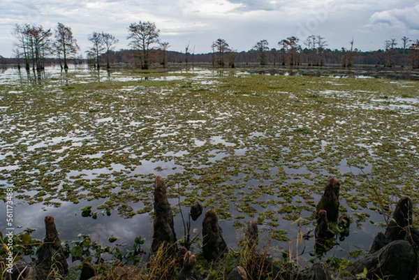 Obraz Cypress Lake 3